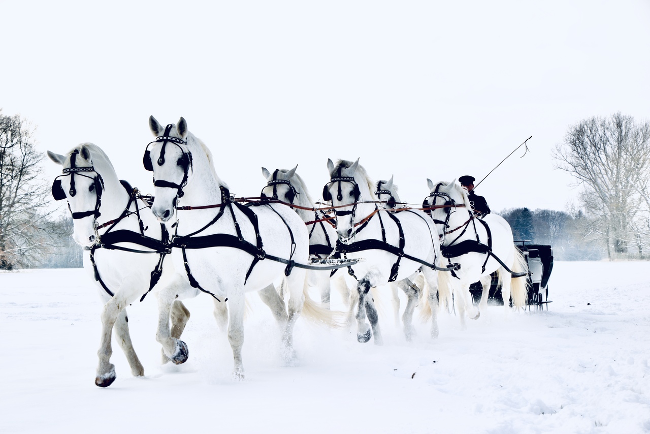 Jarní prázdniny v národním hřebčínu